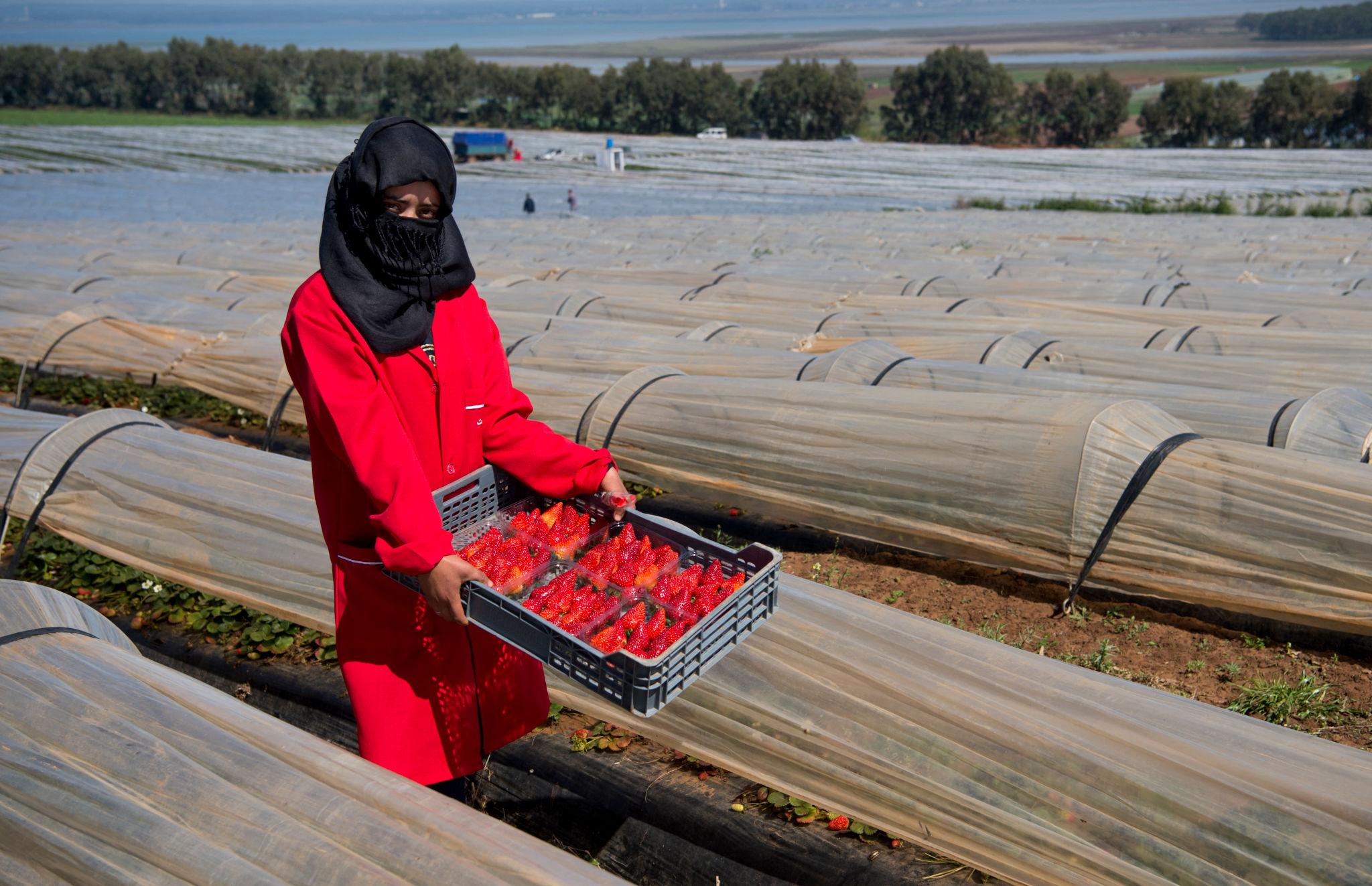 MOROCCO-ECONOMY-AGRICULTURE-STRAWBERRIES-WOMEN